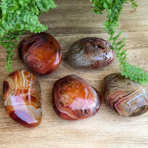 Madagaskarin Silkkiakaatti